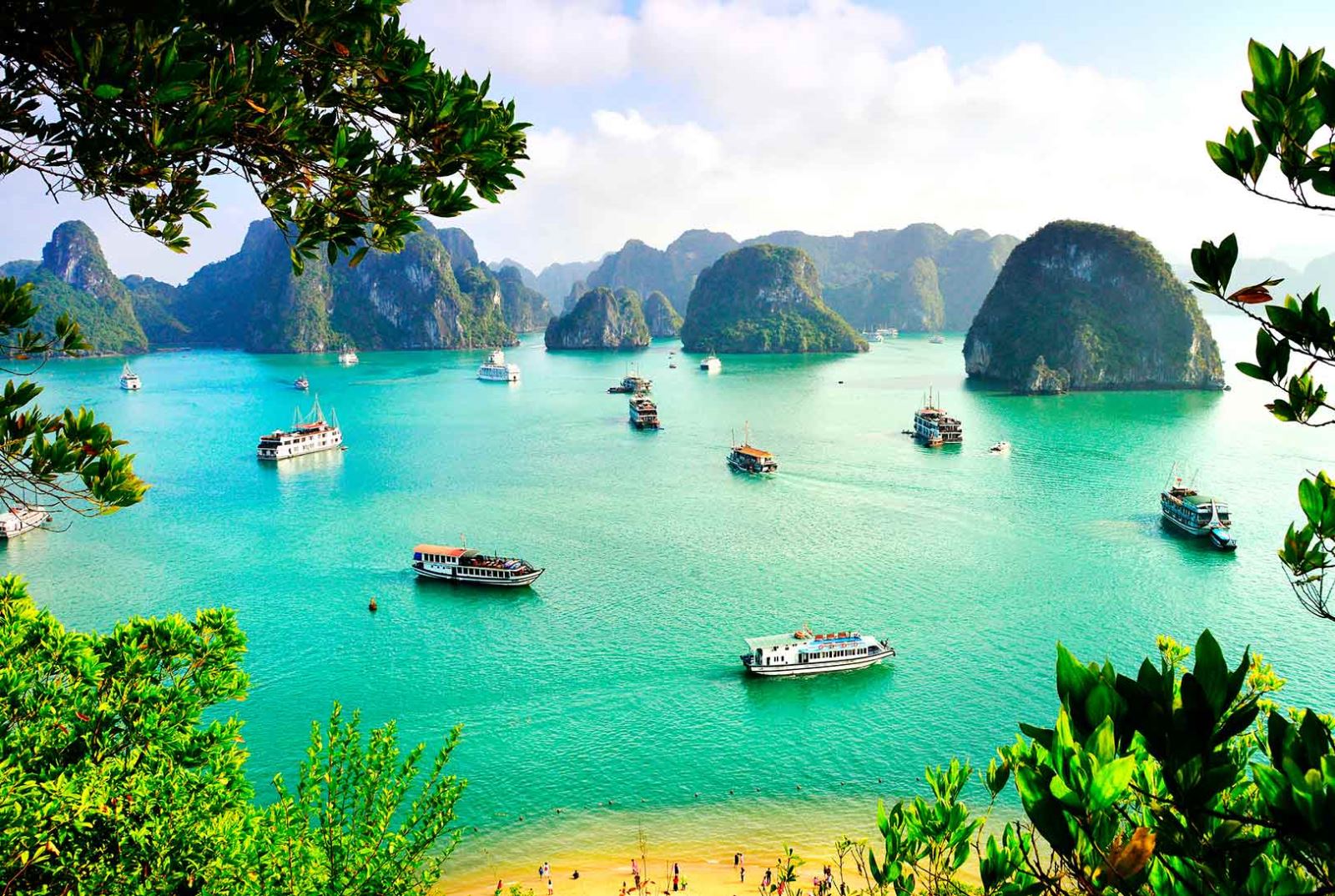 Swan cruise in Halong Bay