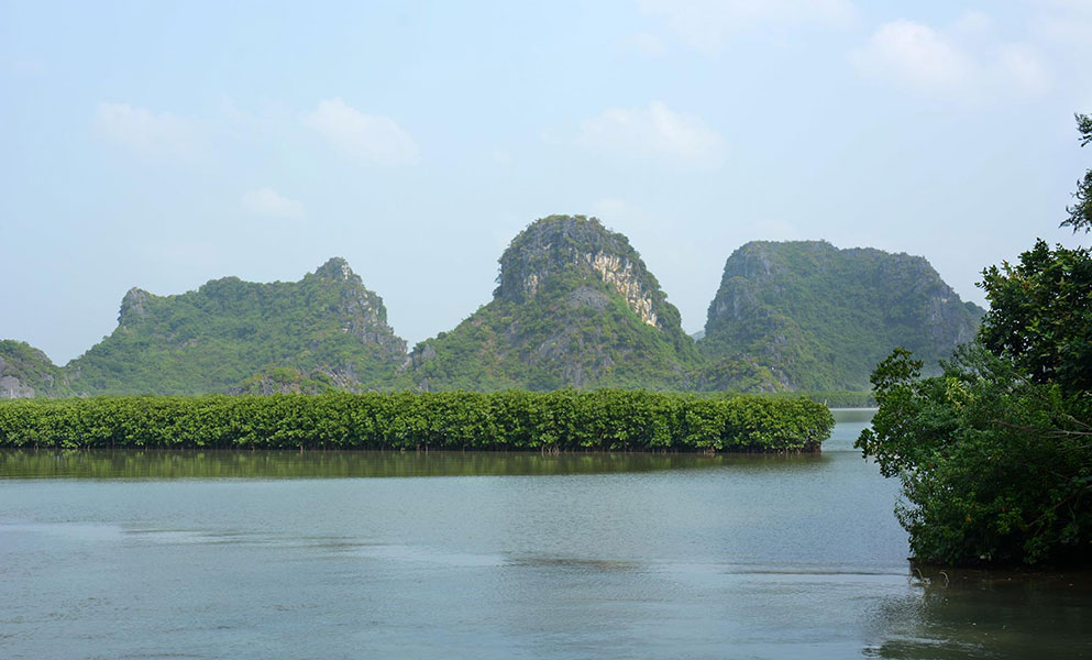 The salt water-flooded forests in Halong area